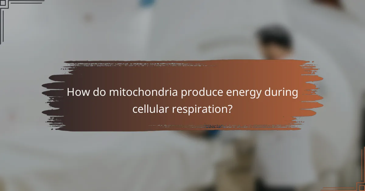 How do mitochondria produce energy during cellular respiration?